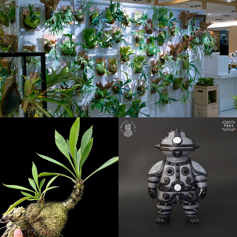 阪急うめだ本店、盆栽やビカクシダ・塊根植物にサボテンまで。暮らしに取り入れたい植物が大集結「URBAN JUNGLE WEEKS」