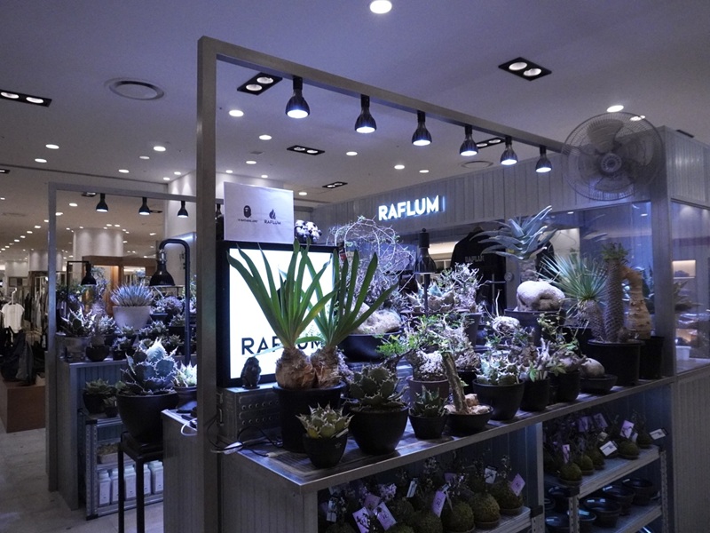 阪急うめだ本店、盆栽やビカクシダ・塊根植物にサボテンまで。暮らしに取り入れたい植物が大集結「URBAN JUNGLE WEEKS」