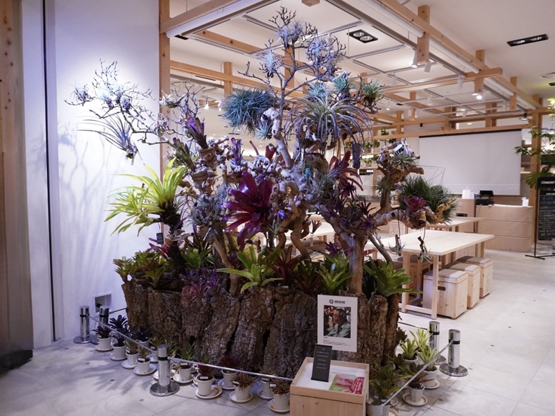 阪急うめだ本店、盆栽やビカクシダ・塊根植物にサボテンまで。暮らしに取り入れたい植物が大集結「URBAN JUNGLE WEEKS」