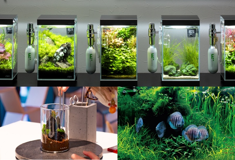 阪急うめだ本店、盆栽やビカクシダ・塊根植物にサボテンまで。暮らしに取り入れたい植物が大集結「URBAN JUNGLE WEEKS」