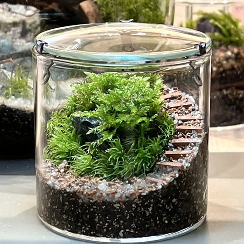 阪急うめだ本店、盆栽やビカクシダ・塊根植物にサボテンまで。暮らしに取り入れたい植物が大集結「URBAN JUNGLE WEEKS」