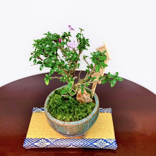 阪急うめだ本店、盆栽やビカクシダ・塊根植物にサボテンまで。暮らしに取り入れたい植物が大集結「URBAN JUNGLE WEEKS」
