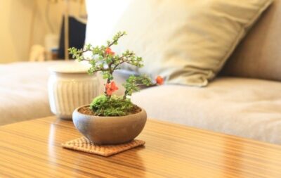 阪急うめだ本店、ミニ盆栽に癒されて「BONSAI LIFE～毎日に、ときめきを～」