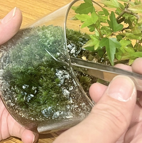 阪急うめだ本店、ミニ盆栽に癒されて「BONSAI LIFE～毎日に、ときめきを～」