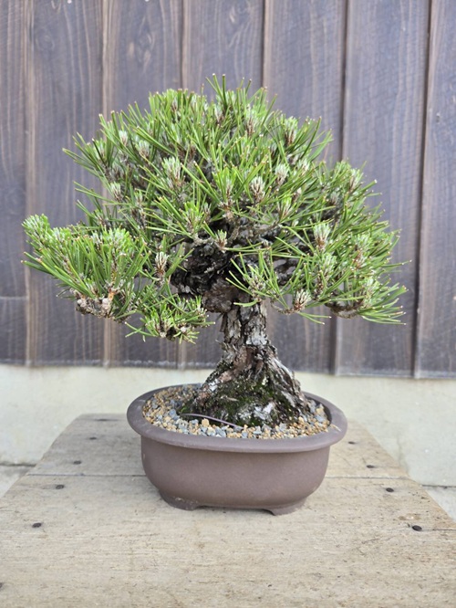 阪急うめだ本店、ミニ盆栽に癒されて「BONSAI LIFE～毎日に、ときめきを～」