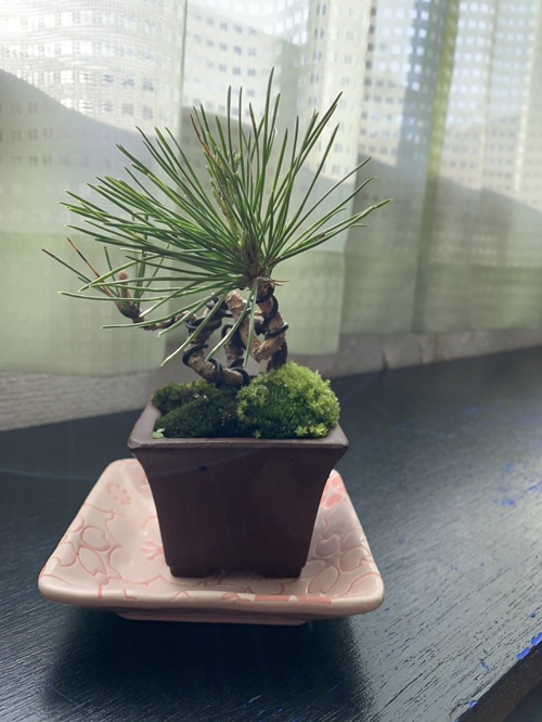 阪急うめだ本店、ミニ盆栽に癒されて「BONSAI LIFE～毎日に、ときめきを～」