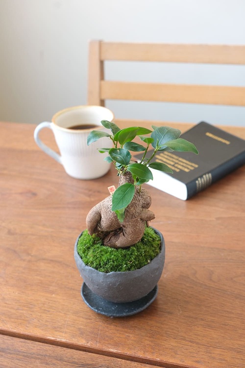 阪急うめだ本店、ミニ盆栽に癒されて「BONSAI LIFE～毎日に、ときめきを～」