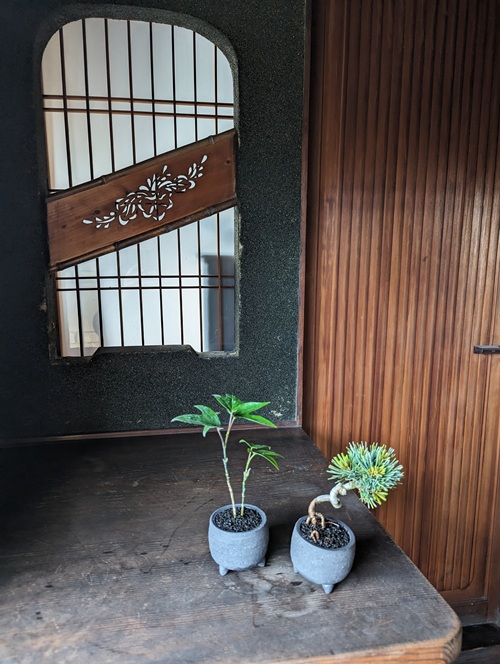 阪急うめだ本店、ミニ盆栽に癒されて「BONSAI LIFE～毎日に、ときめきを～」