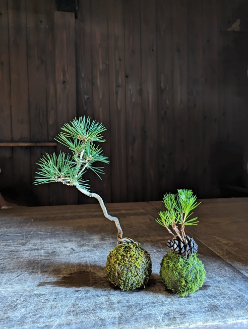 阪急うめだ本店、ミニ盆栽に癒されて「BONSAI LIFE～毎日に、ときめきを～」