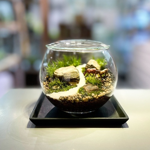 阪急うめだ本店、ミニ盆栽に癒されて「BONSAI LIFE～毎日に、ときめきを～」