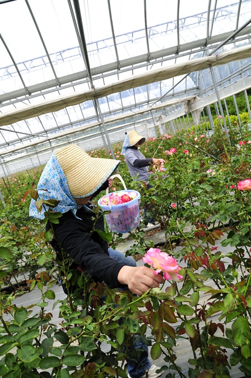 ナリス化粧品、自社バラ園のバラから抽出した飲む美容液を新発売