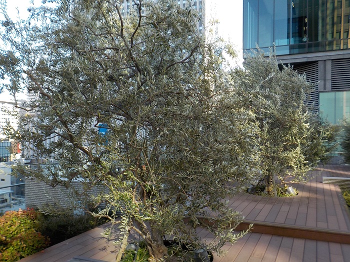 グランフロント大阪北館テラスガーデンに行ってみた